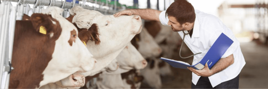 Veterinária